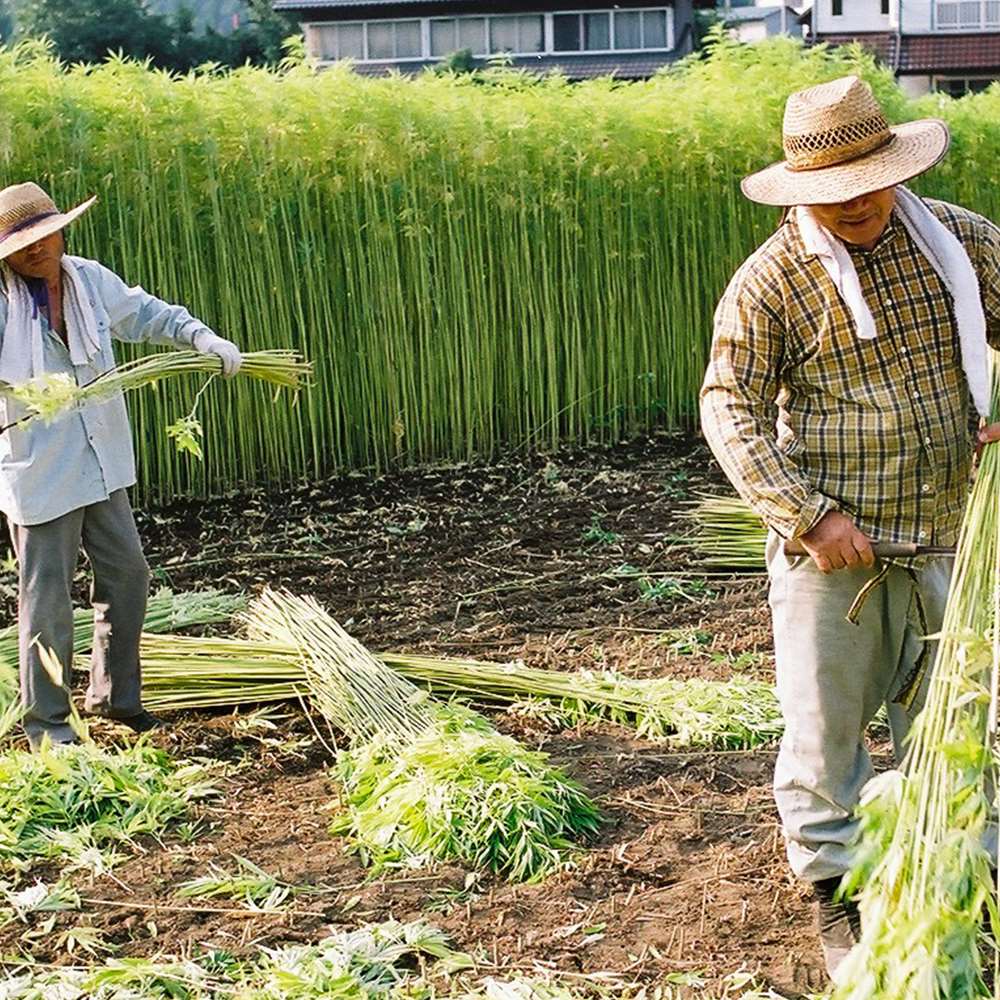 coltivare-cannabis-light