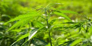 cannabis sativa legale