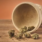 cannabis legale flore kompolti fruit bud