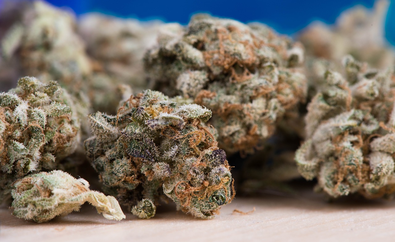 Semi di marijuana: varietà legali e non